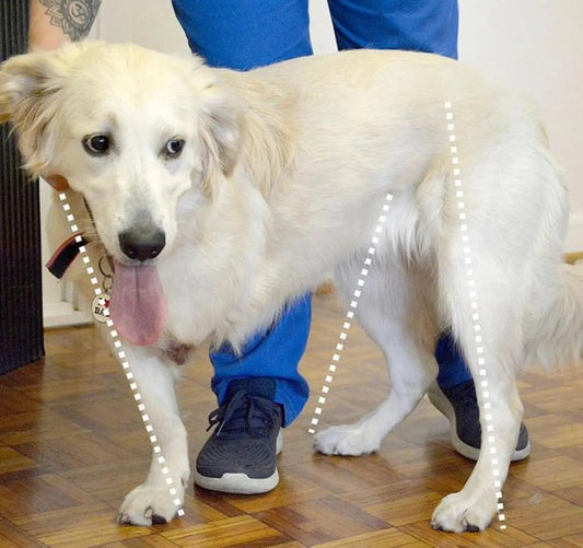 A white dog standing on three legs