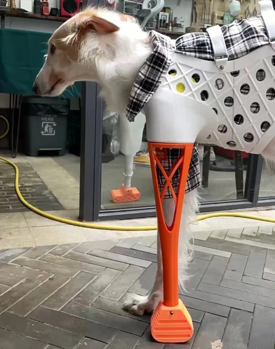 A dog wearing a full-limb prosthesis