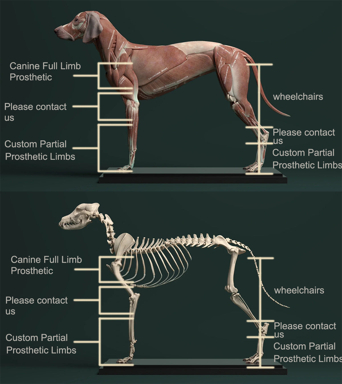 Canine Prosthetics / Dog Prosthetics / Custom Partial Prosthetic Limbs