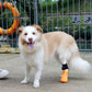 Dog wearing a partial limb prosthesis and showing a smiling face