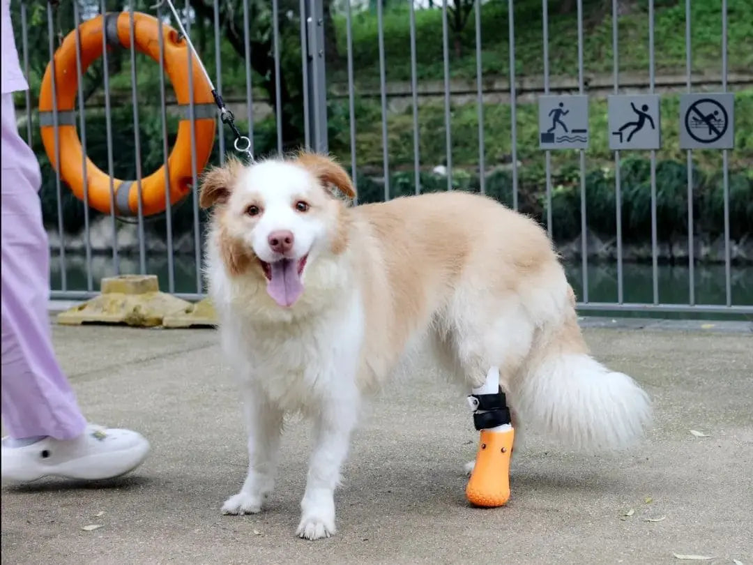 A dog wearing prosthetics and smiling