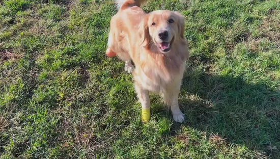 Video of a dog wearing a partial limb prosthesis running around