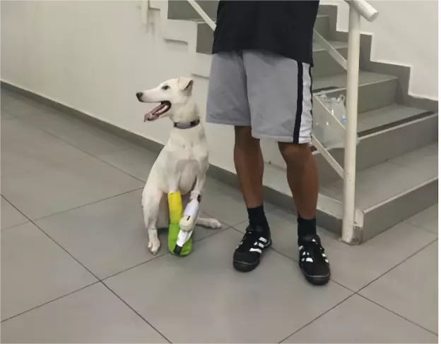 The amputated dog is adapting to dog prosthetics